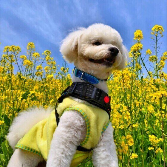 菜の花とワンちゃん