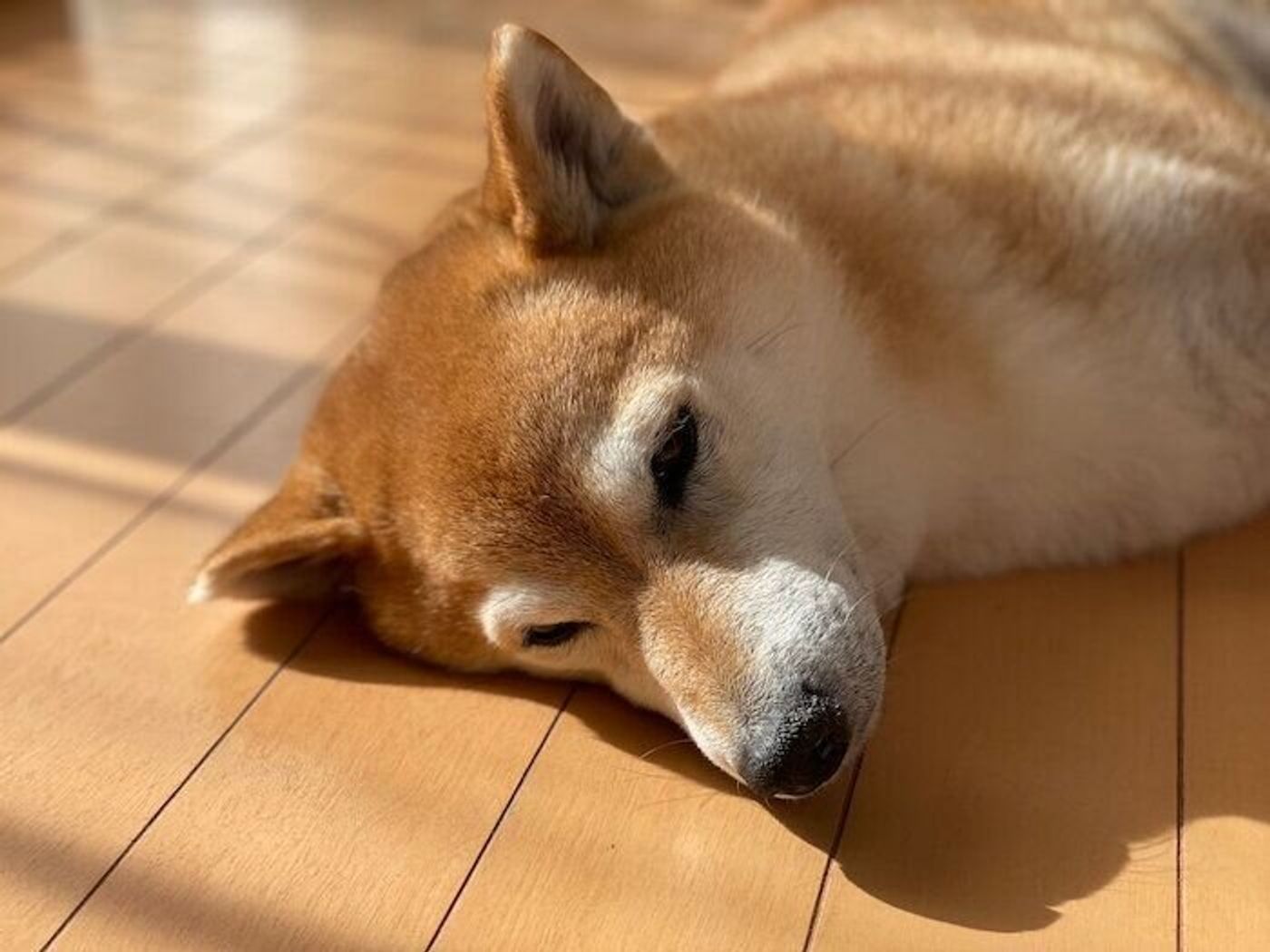 ひなたぼっこに精を出す柴犬マロたん おひさまのにおいがします いぬのきもちweb Magazine ひなたぼっこに精を出す柴犬マロたん おひさまのにおいがします いぬのきもちweb Magazine