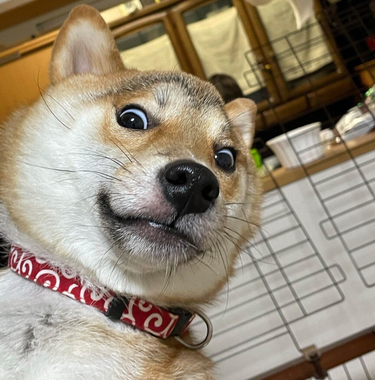 生後11カ月のころに撮影したいそべくん