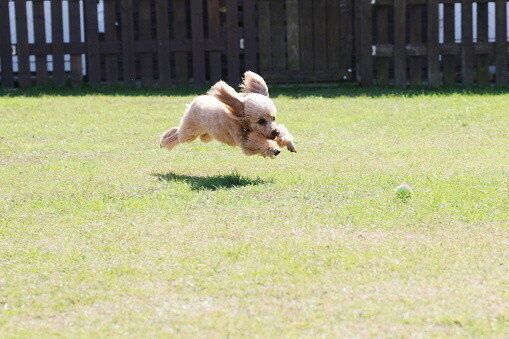 トイ・プードル