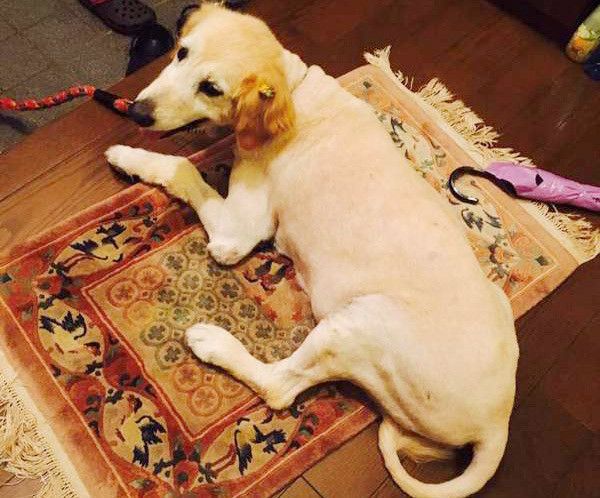 出迎えるゴールデン・レトリーバー