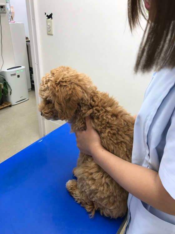 これから狂犬病予防注射です。ドキドキ。