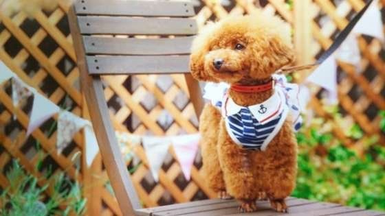 トイ・プードルの小町ちゃん