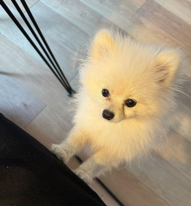 飼い主さんのお昼ご飯が気になる虎太郎くん