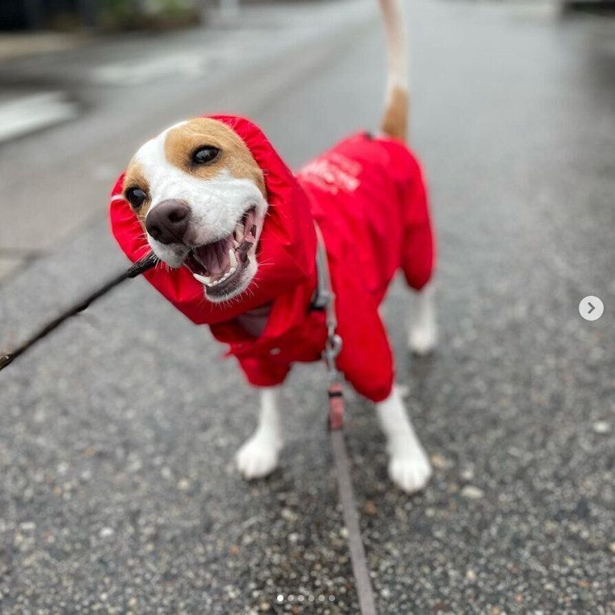 散歩中に枝を噛む木麦ちゃん（ビーグル）