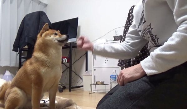 じゃんけんをする柴犬