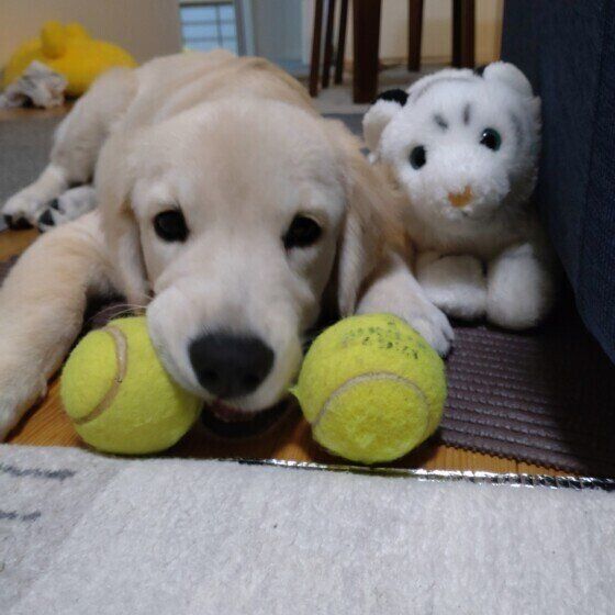 ゴールデン・レトリーバーのさくらちゃん