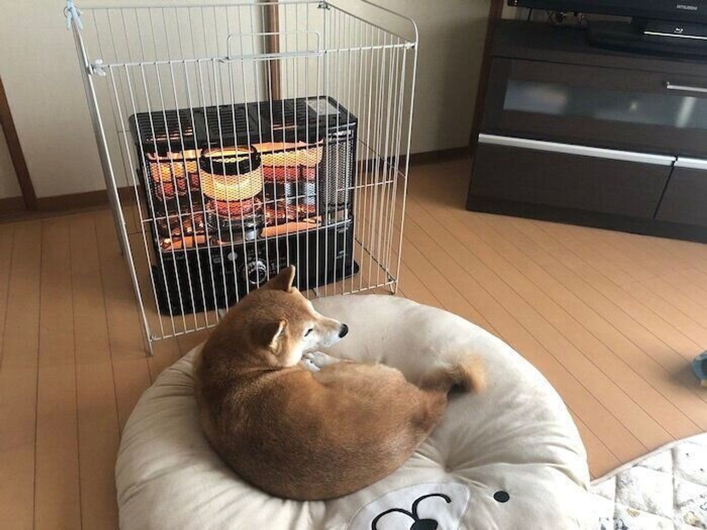 ストーブ前で暖をとる柴犬マロたん ぽかぽかすぎてついウトウト いぬのきもちweb Magazine ストーブ前で暖をとる柴犬マロたん ぽかぽかすぎてついウトウト いぬのきもちweb Magazine