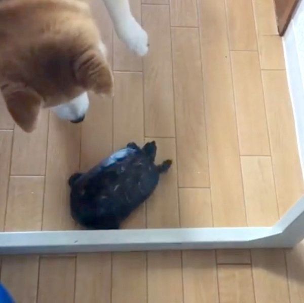 カメを応援する柴犬