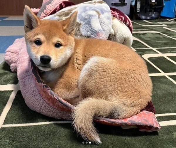 くつろぐ空征くん