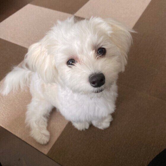 目がウルウルのくぅちゃん