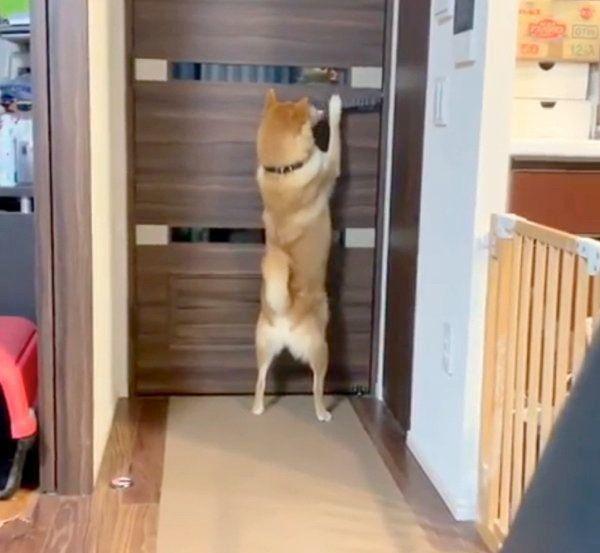 ひとりで寝室へ行こうとする柴犬
