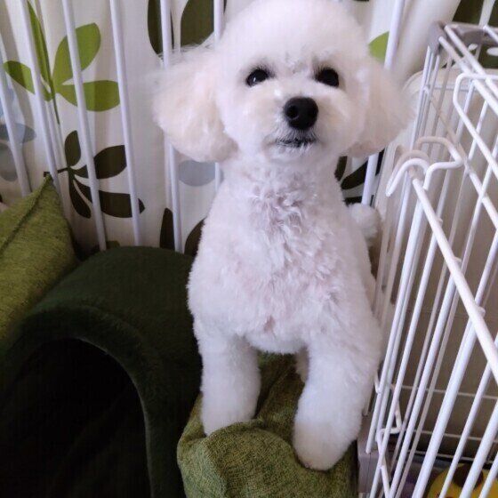 ケージに入るトイ・プードル