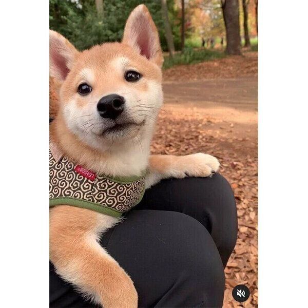 休憩するゴン太くん