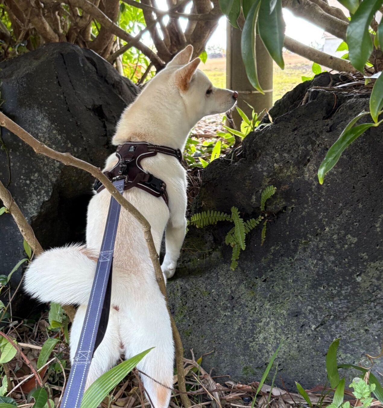 散歩を楽しむなこちゃん