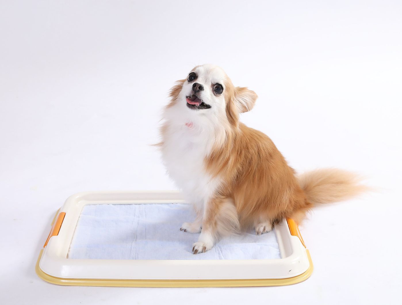 はみ出しやそそうと無縁に 犬の体型別 正しいトイレの選び方 いぬのきもちweb Magazine はみ出しやそそうと無縁に 犬の体型別 正しいトイレの選び方 いぬのきもちweb Magazine