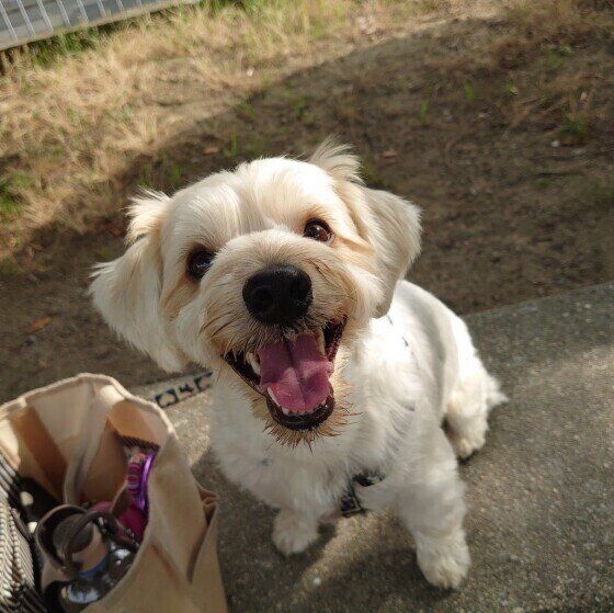 ヨークシャー・テリアのりくとちゃん