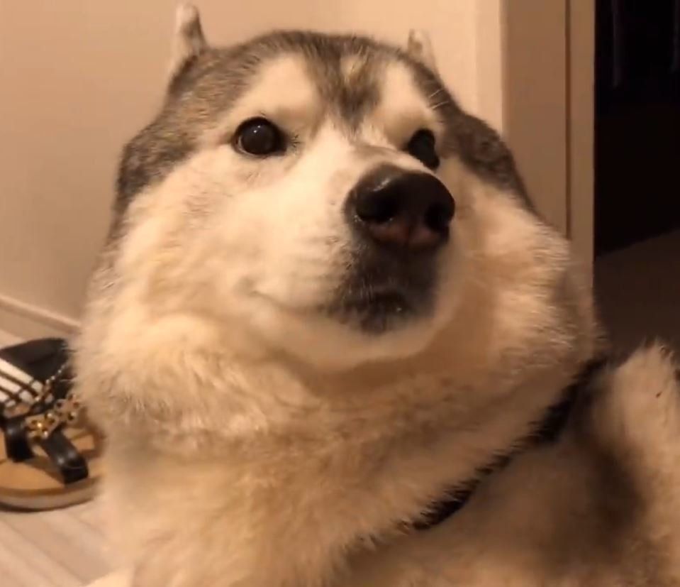 シベリアン・ハスキー