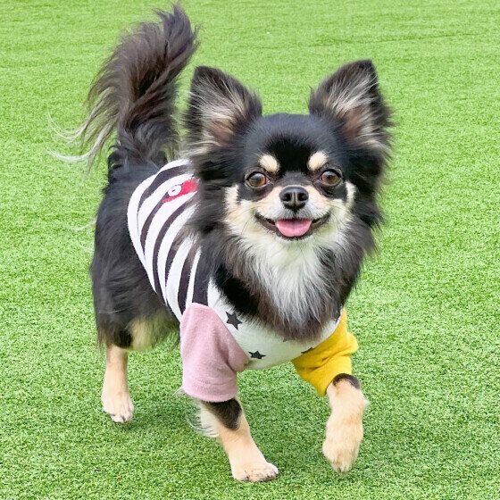 犬の熱中症は真夏でなくとも起こる。愛犬との外出は水分補給をお忘れなく！ いぬのきもち