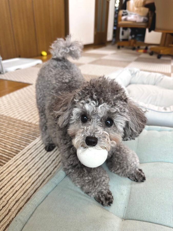 別の日の様子　ボールをくわえるエマちゃん