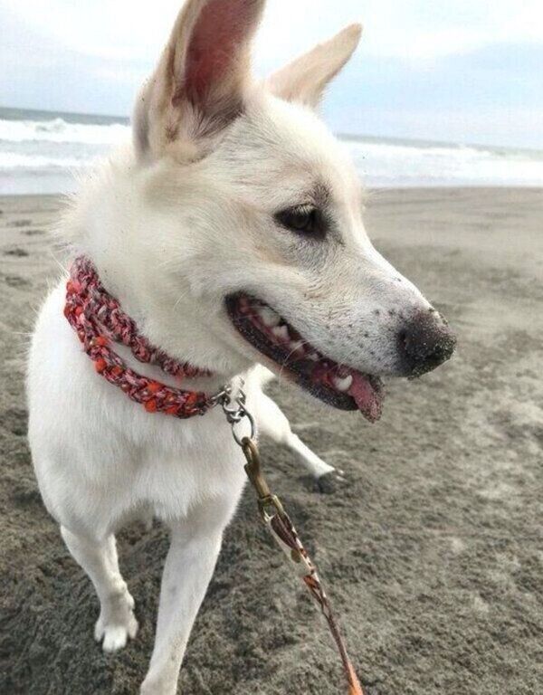 砂浜で遊ぶハクちゃん