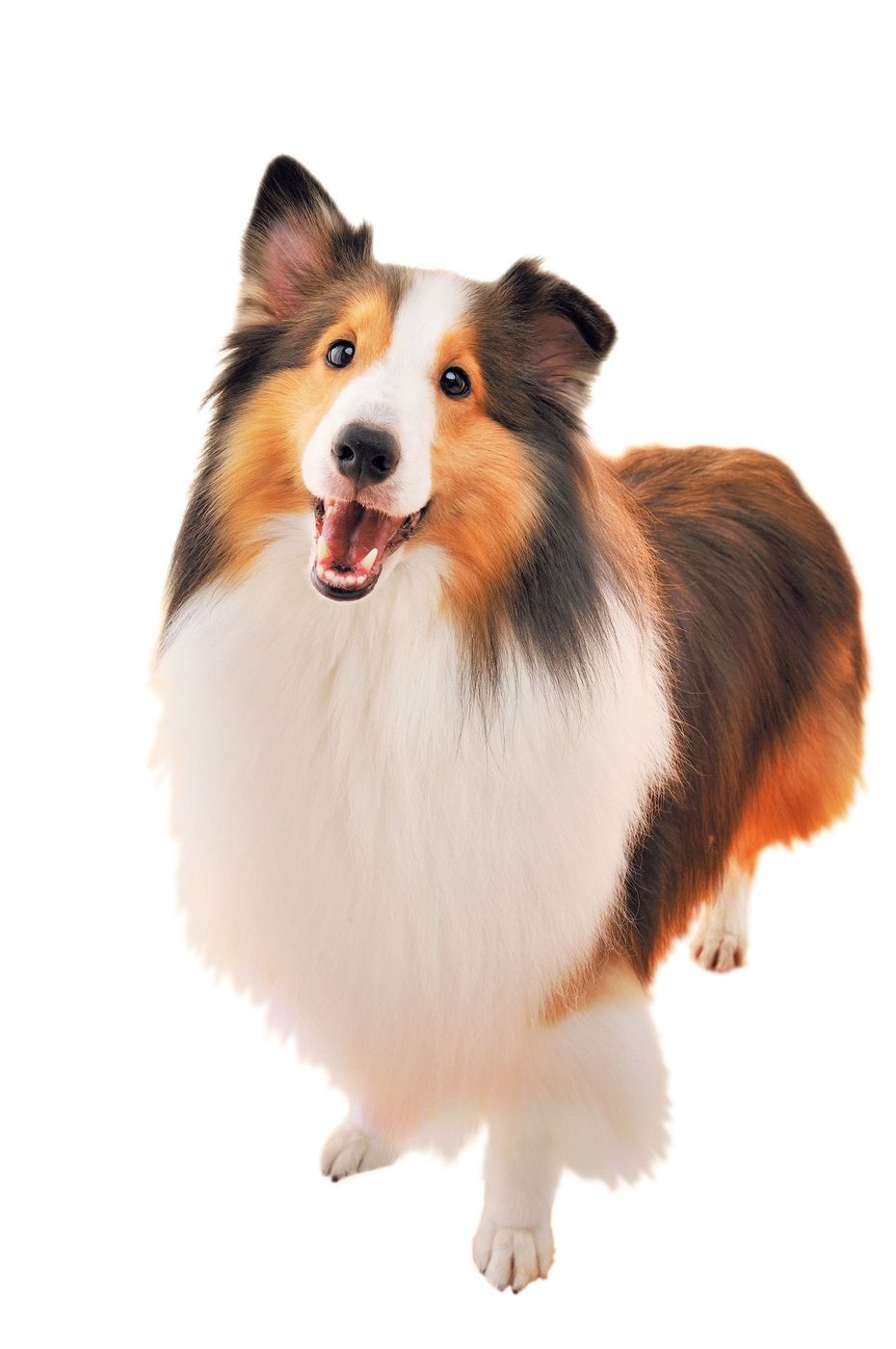 ウェスティ って知ってる ニックネームがある犬種は いぬのきもちweb Magazine ウェスティ って知ってる ニックネームがある犬種は いぬのきもちweb Magazine