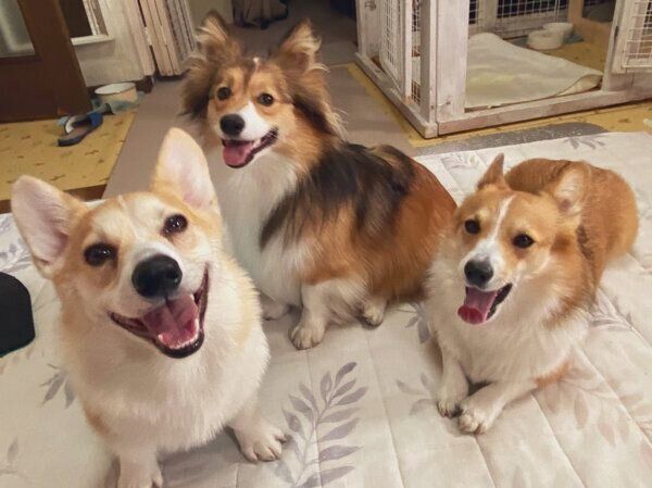 仲良しなせこむちゃん、うりちゃん、くまくん