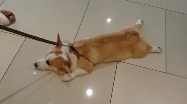 床にへばりつくコーギー