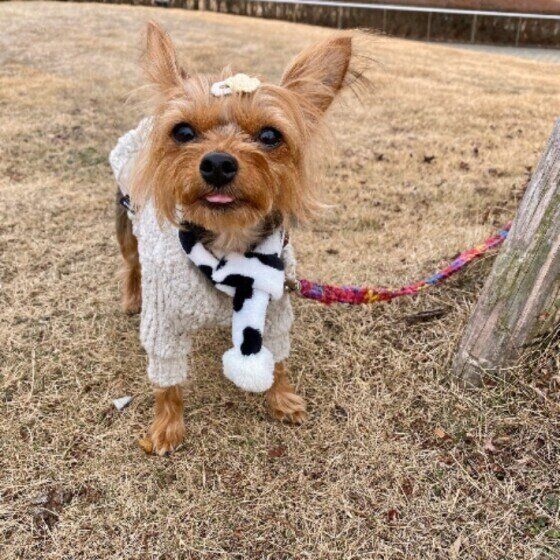 お散歩するヨークシャー・テリア