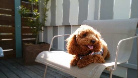 トイ・プードル