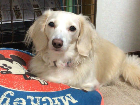 見つめるミニチュア・ダックスフンド