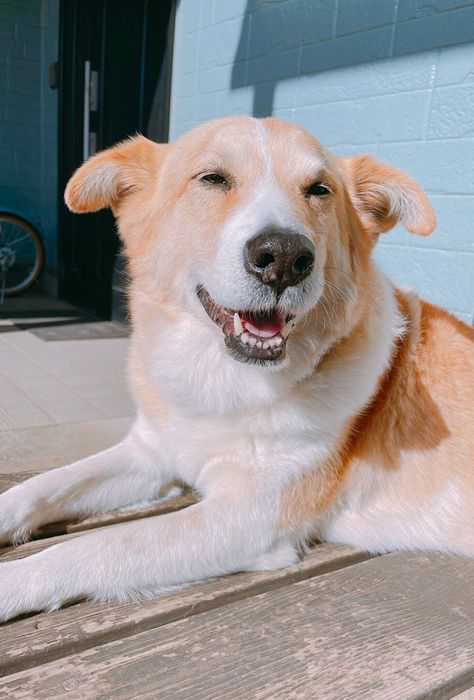 笑っているような表情の犬