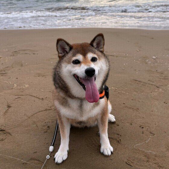 砂浜で笑顔の柴犬
