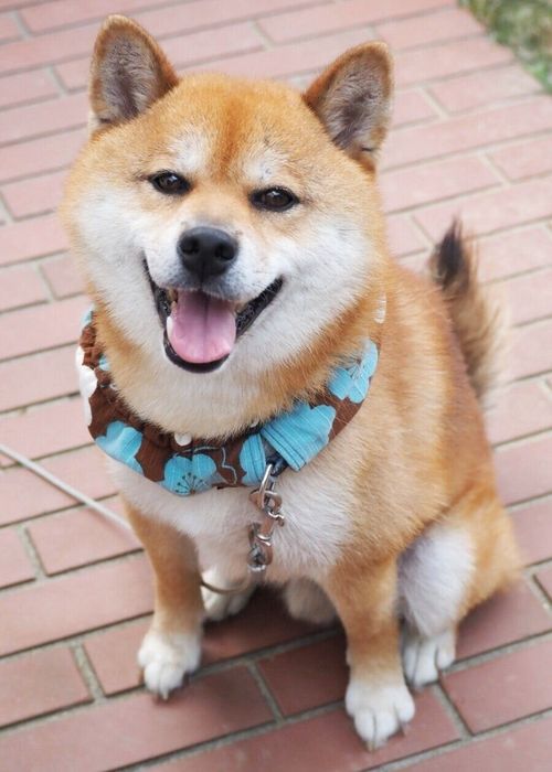 にこにこ笑顔が素敵なポンさん