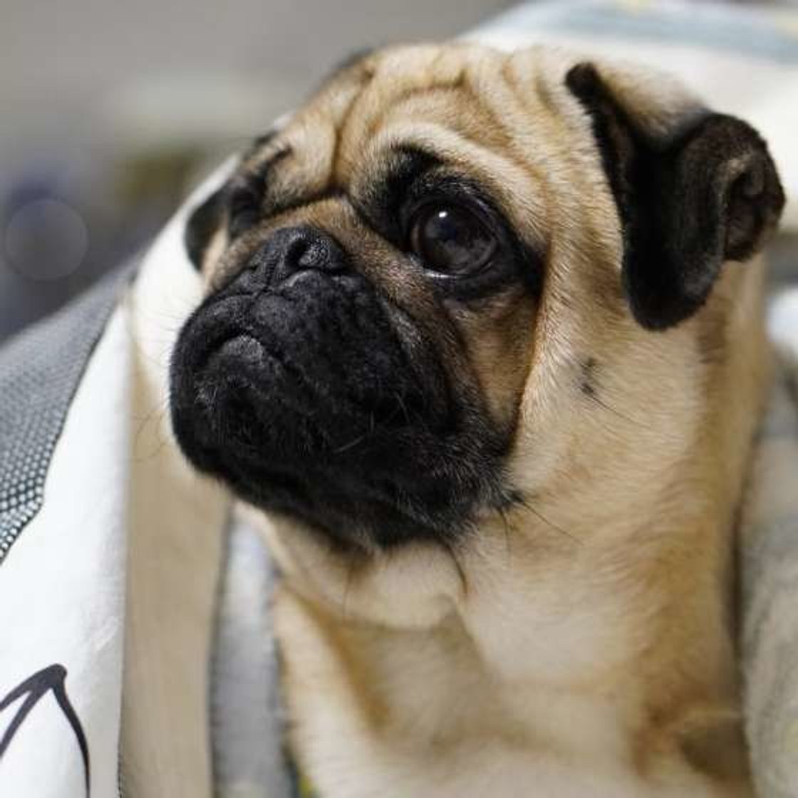 吠えない小型犬っているの 飼う前に知っておきたい犬のこと いぬのきもちweb Magazine 吠えない小型犬っているの 飼う前に知っておきたい犬のこと いぬのきもちweb Magazine