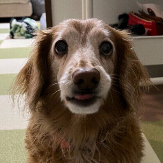 ドッグフードの切り替えを成功させるポイント いぬのきもち