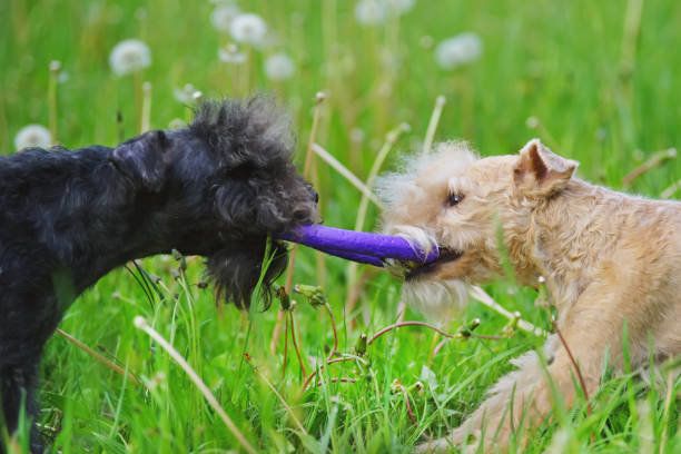 レークランド・テリア