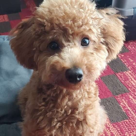 見つめてくるトイ・プードル