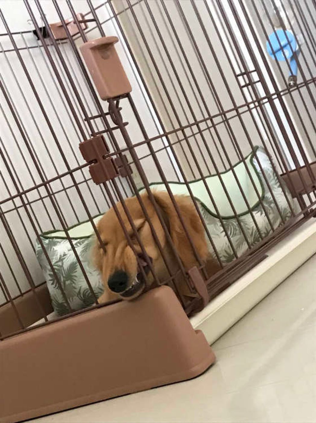 ケージの隙間に鼻を入れる犬たち その行動の理由は いぬのきもちweb Magazine ケージの隙間に鼻を入れる犬たち その行動の理由は いぬのきもちweb Magazine