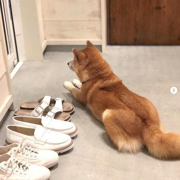 パパの帰宅を待つ豆柴