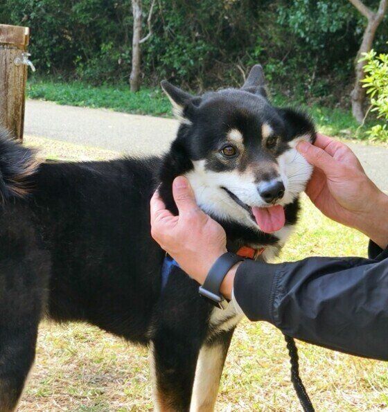 ほっぺを伸ばされる柴