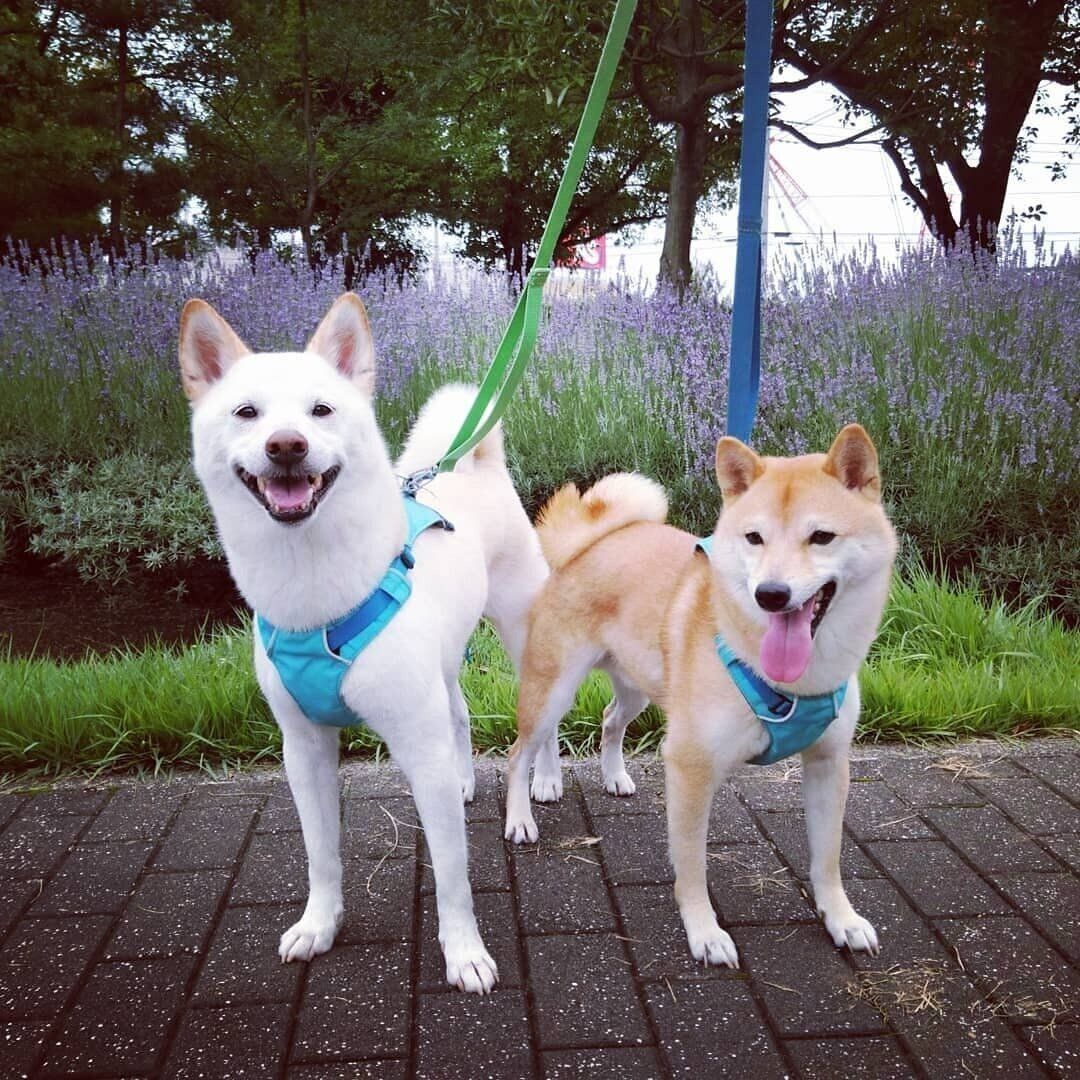 珀ちゃんと朱雀ちゃん