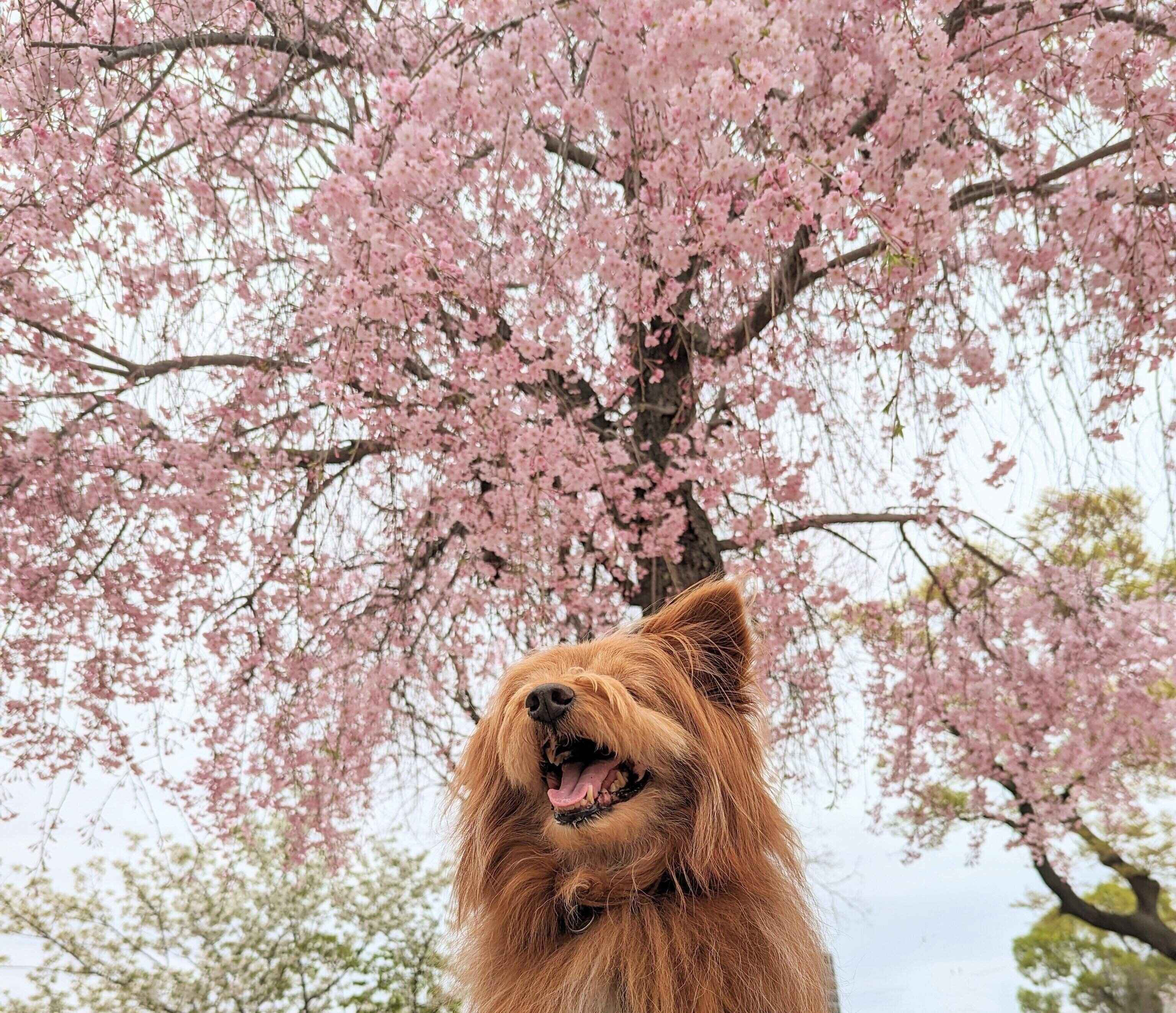 桜と犬の写真