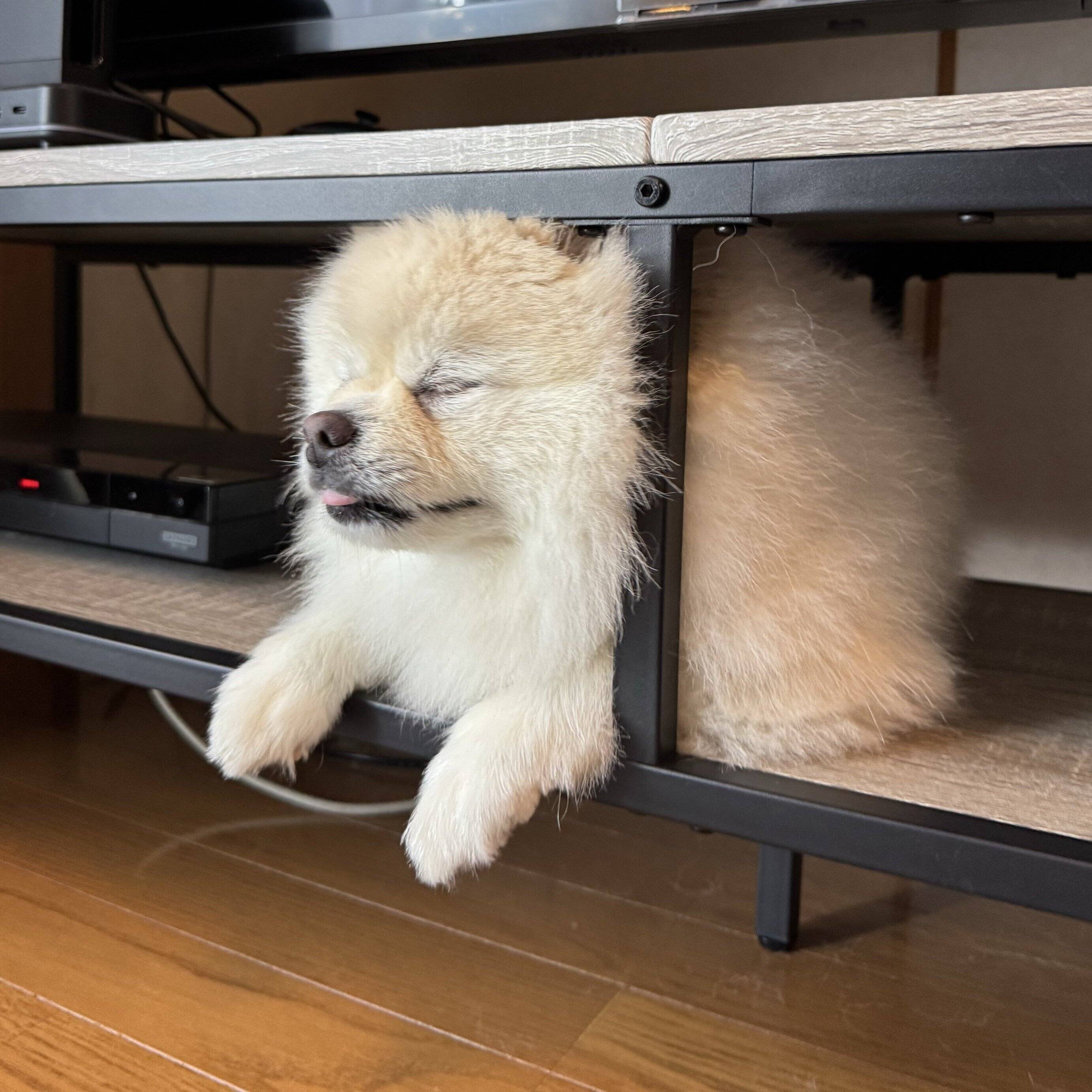 話題の投稿　テレビ台の中で眠ってしまったりんくん