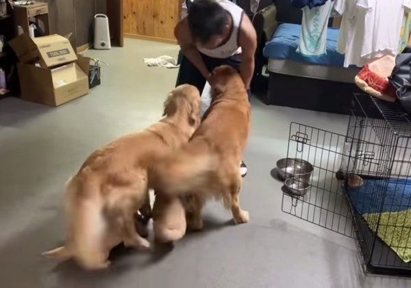 飼い主さんとじゃれるゴールデン・レトリーバー