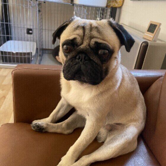 犬の座り方が変？「〇〇座り」 注意すべきポイントとは？ 犬のおじさん座り いぬのきもち