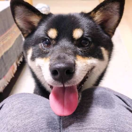 柴のラガーちゃん