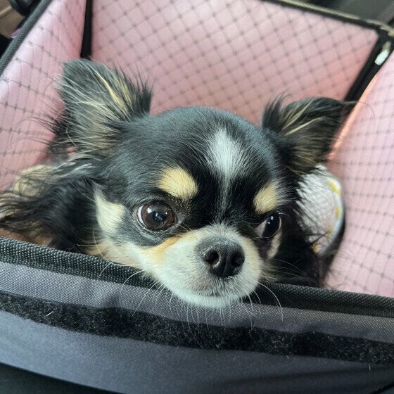 チワワの伊吹くん