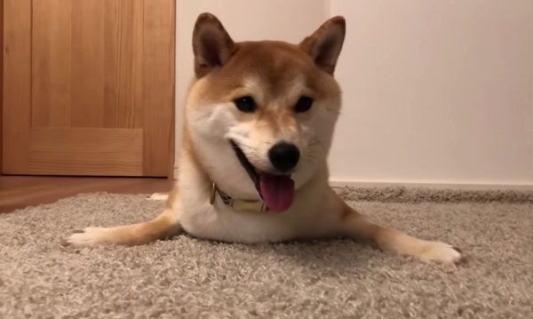ボール遊びをする柴犬