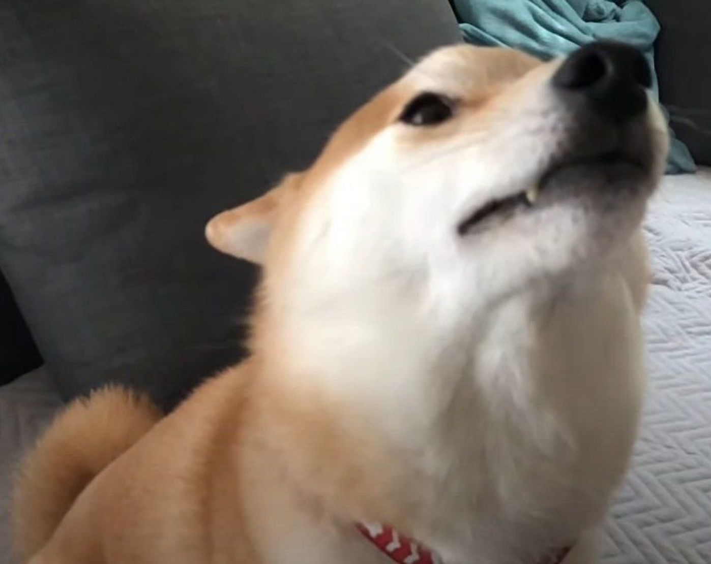 赤ちゃんにヤキモチを妬く柴犬 おばあちゃんは僕をずっとかわいがって と要求 いぬのきもちweb Magazine 赤ちゃんにヤキモチを妬く柴犬 おばあちゃんは僕をずっとかわいがって と要求 いぬのきもちweb Magazine